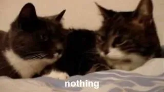 The two talking cats (BEST FUNNIEST version) [English Translation Subtitles]