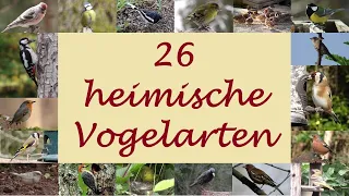 26 bei uns heimische Arten von Gartenvögeln