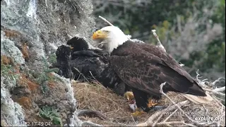 EXPLORE.org West End Bald Eagle-Thunder & Akecheta - Karmienie WE1🐥🌹WE2🐥🌹, WE3🐥🌹🍀22/04/2024