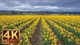 4K UHD Spring Flower Video   Skagit Valley Daffodils  Episode 2   Trailer