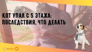 Кот упал с 5 этажа: последствия, что делать