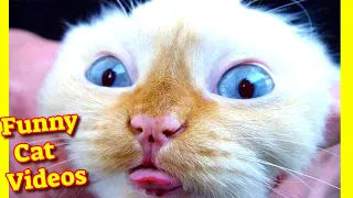 Funny Cats 😹 Cute Cats 😻 Funny Cat Videos 2021 #Vol3