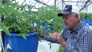 Ep  164   Another Look At Tomato Growing