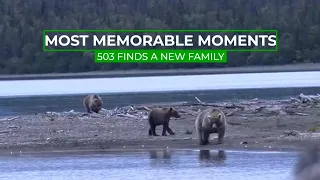 503 Gets Adopted | Memorable Moments In Bear Cam History
