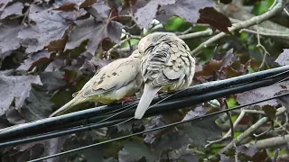 L'amour fou des tourterelles tristes! (Accouplement) The mad love of mournings doves! (Coupling)