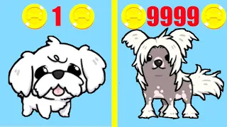 Merge Dogs! MAX LEVEL DOGS EVOLUTION! Merge Dogs Level 9999?