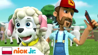 Psi patrol | Psi patrol musi odnaleźć zaginione owieczki! | Nick Jr.