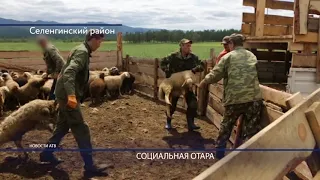 Овцы Сангхи