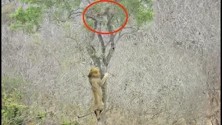 Lion Tries Stealing Food from Leopard
