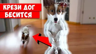 ЛОКИ БОБО бесится 😂 Сумасшедший Джек Рассел Терьер 🐾 18 серия