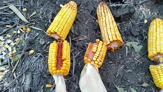 Контроль вологи кукурудза прямого посіву.