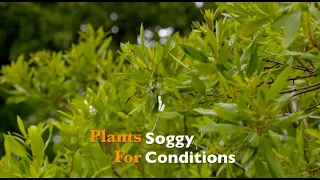 Plants for Soggy Conditions