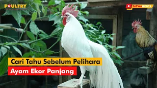 CARI TAHU DULU SEBELUM PELIHARA AYAM EKOR PANJANG