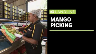 Mango growers look to seasonal pickers from Vanuatu as COVID-19 produces worker shortage | Landline