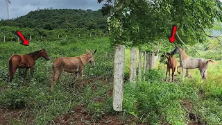 APARTAMOS A POTRA E COLOCAMOS CAPITÃO PARA COBRIR A ÉGUA ANTES DELE IR EMBORA DA FAZENDA