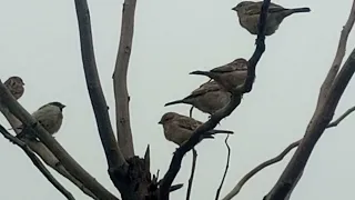 bird chirping sound 🦜🦜