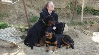CY - Rottweiler'ı 57 Oğlağı Öldüren Köpektapar Kadın