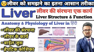 Liver Anatomy and Physiology | Function of Liver | Hepatic Cell | Bile Juice | Lobes of Liver |