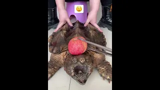 turtle bite force