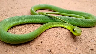 a cobra 🐍 verde #natureza #selvagem #habitat