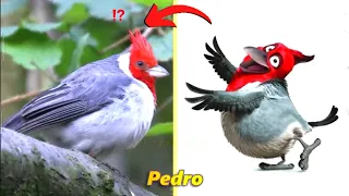 Rio 2 Characters in Real Life l Updated 2022