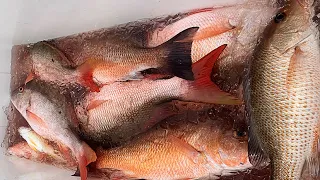 Lane, Mangrove, and Mutton Snapper CATCH CLEAN COOK (Bottom Fishing With An Electric Reel)