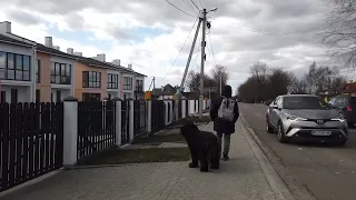 Русский черный терьер гуляет по району