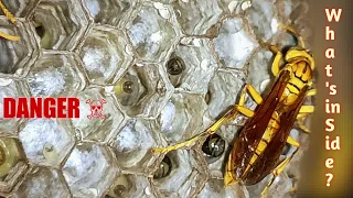 What's inside a Giant Wasp Nest? 4K Video.