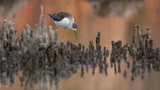 Дикие кадры. Фотоохота на мелководной реке