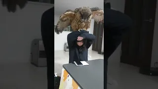 フクロウをモフる