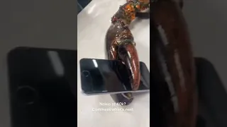 In case you were ever wondering if a lobster could crush an iPhone… 🦞📱#lobster #crush #appleiphone