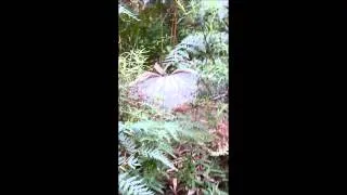 Lyrebird Singing & Dancing in the Dandenongs