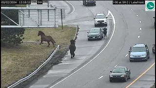 Cleveland Police horses gallop down highway