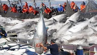 The Most Big Net Fishing Tuna - Havest Hundred Tons Tuna Fish On Modern Boat #04