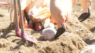 Fluffy New Flamingo Chicks at Houston Zoo