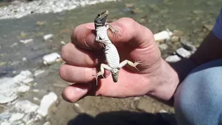 ящерица скинула хвост the lizard threw the tail