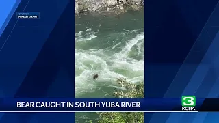 Watch: Bear tries to cross South Yuba River in Nevada County
