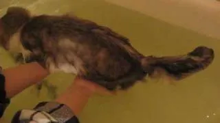 Кот плавает