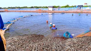 Prawn/Shrimp Harvesting Techniques in Traditional Shrimp Culture