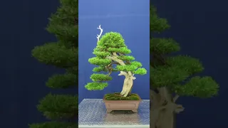 Juniper bonsai time lapse
