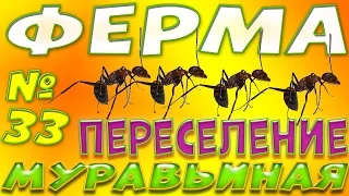 Как переселить муравьев в новую ферму или инкубатор