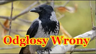 Odgłosy wrony - wrona siwa