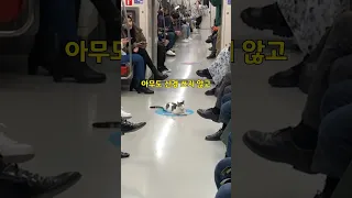 한국보다 고양이가 살기 좋은 나라