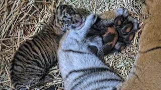 2 Critically Endangered Sumatran Baby Tigers Born at San Diego Zoo