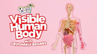 Ooze Labs: Visible Human Body with Squishable Organs