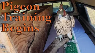 Pigeon Training Begins (August 10, 2023)
