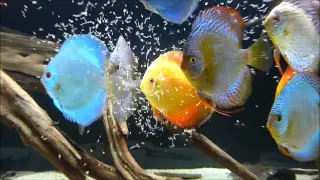 Discus Tank 2012