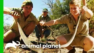 Robert Irwin Wrangles His First Ever Wild Rattlesnake | Crikey! It's The Irwins