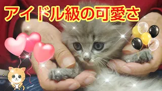 【猫ちゃん】アイドル級の可愛い仔猫ちゃん！#猫ちゃん#cat#仔猫