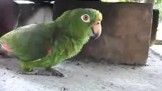 Parrot laugh out loud :D